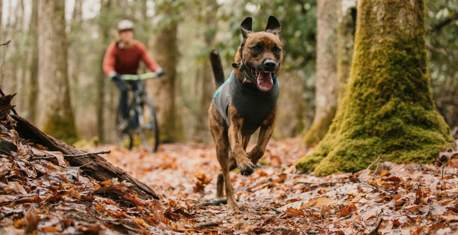 Ratgeber Outdoor-Aktivitäten mit Hunden