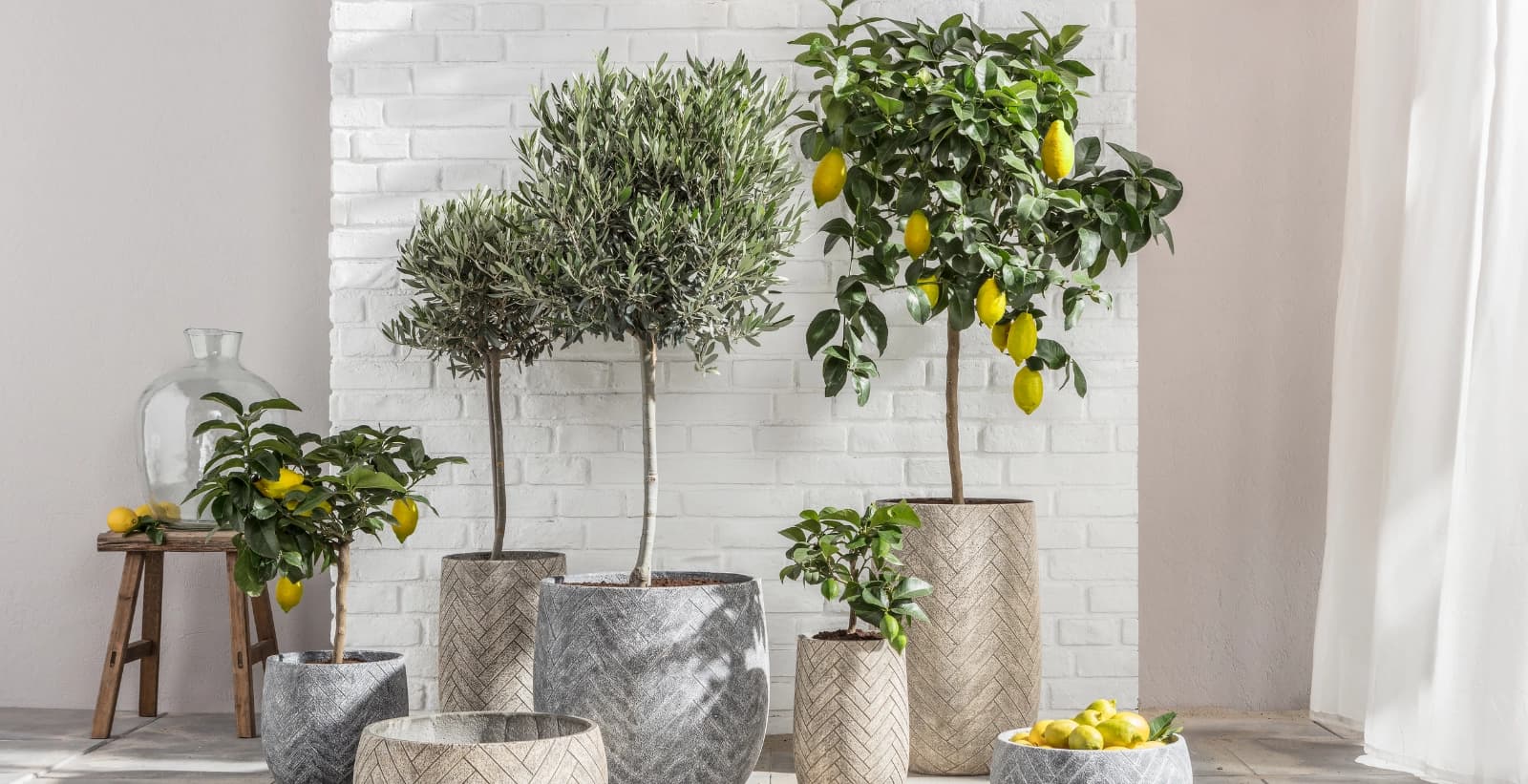 Feigen in bester Gesellschaft