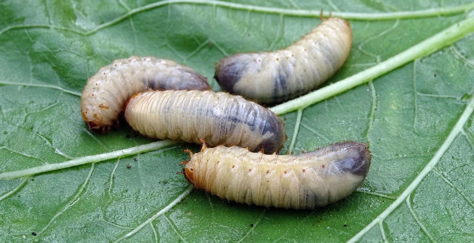 Bekämpfung der Engerlinge