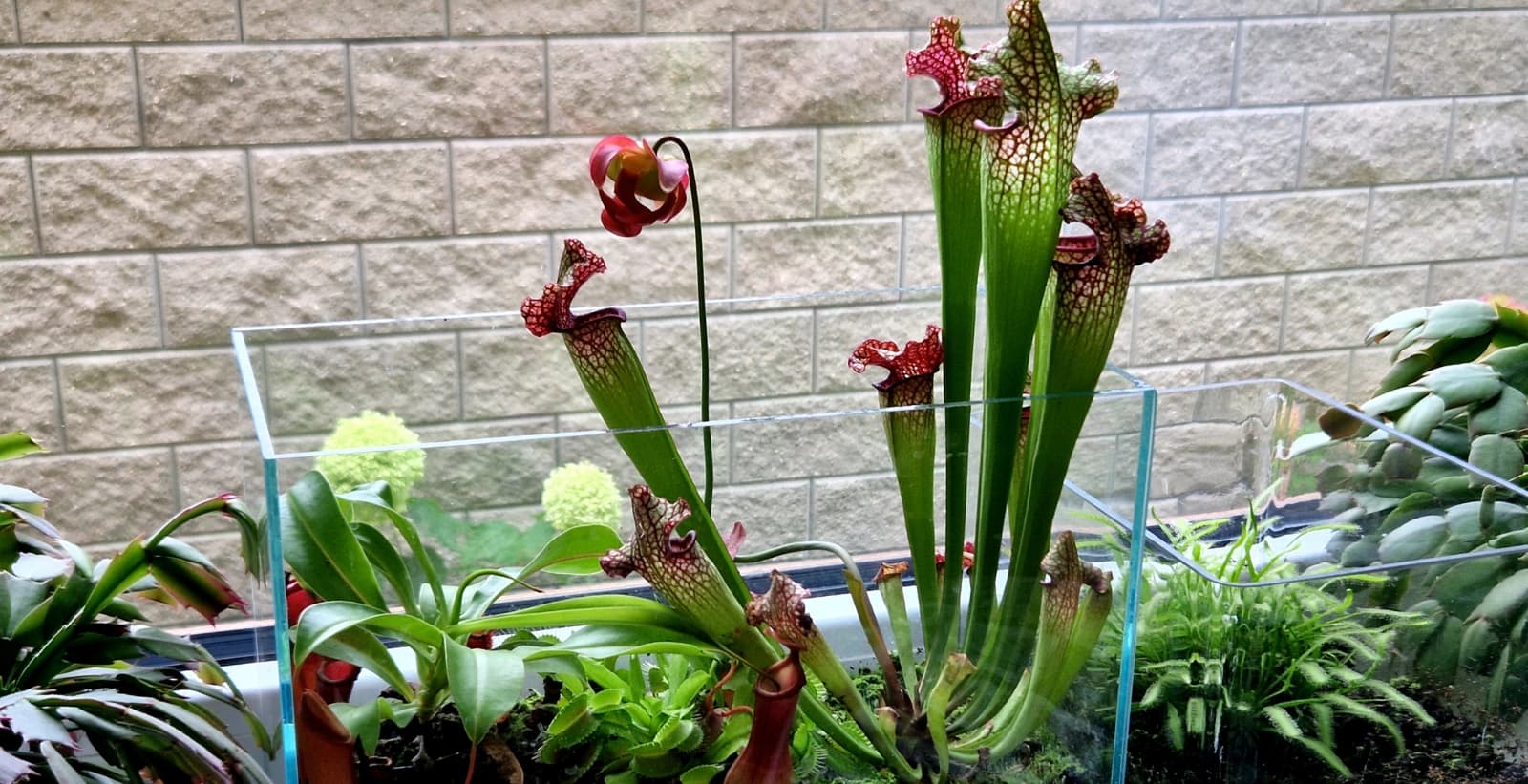 Faszinierende Karnivoren für Ihr Zuhause