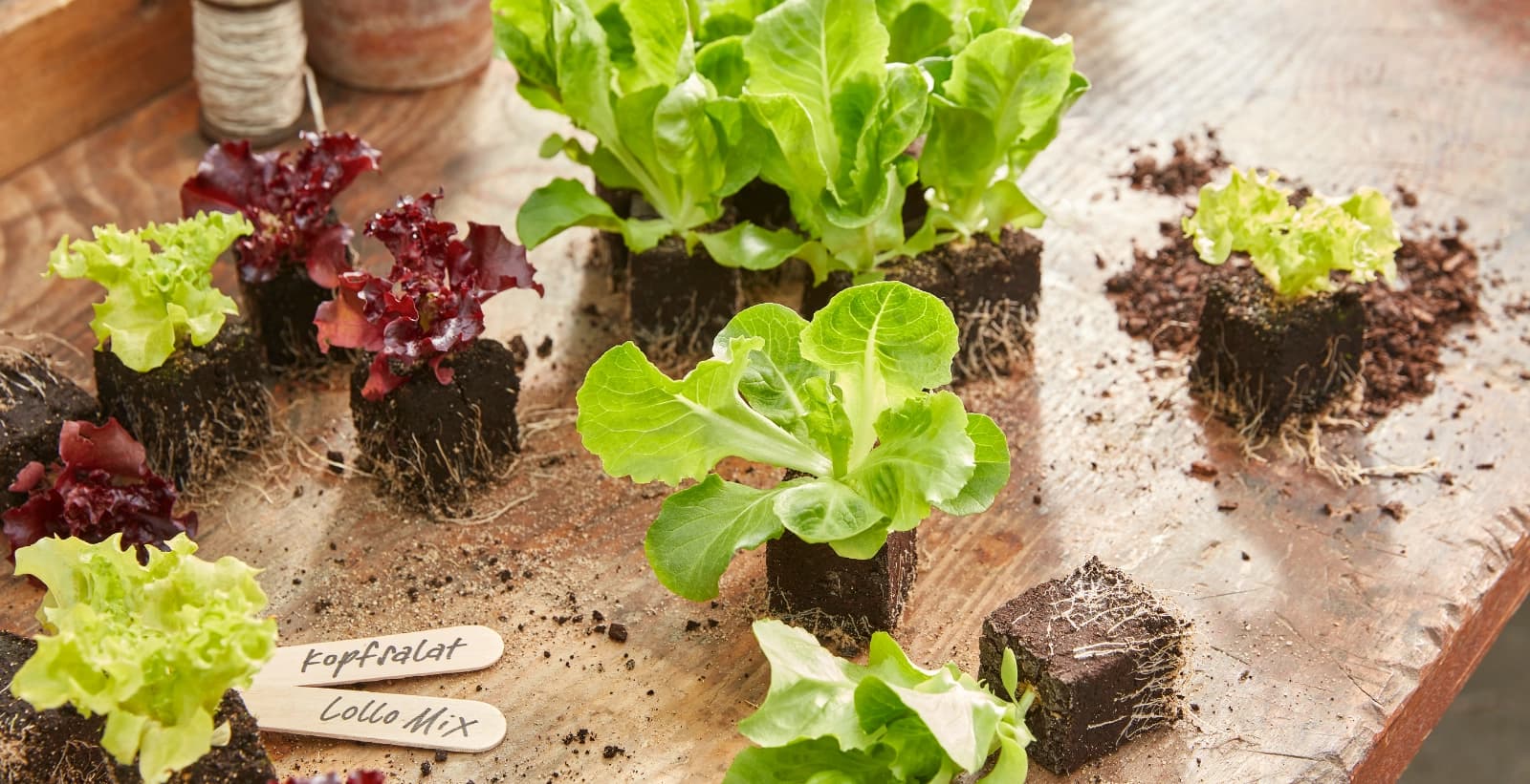 Standortwahl – die Grundlage für gesunde Pflanzen