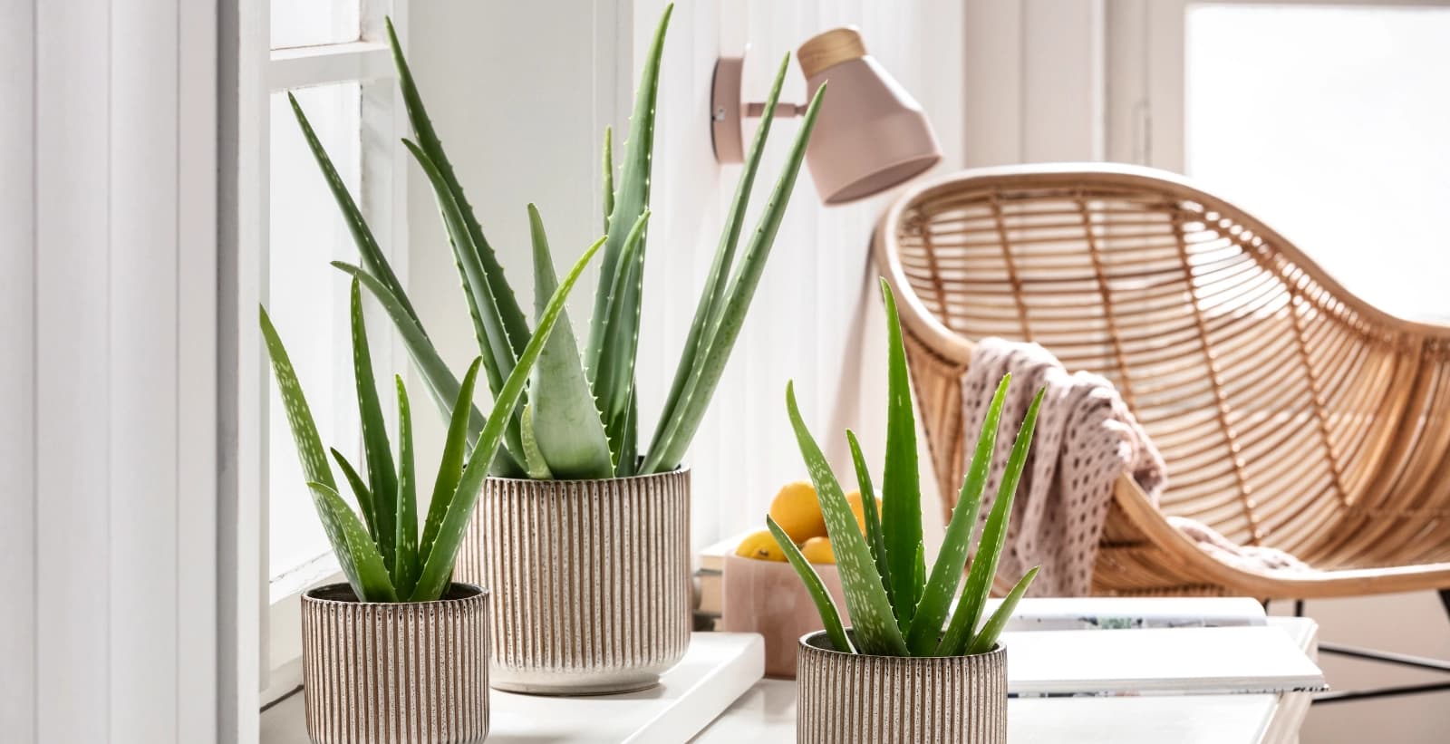 Pflanzen zum Träumen