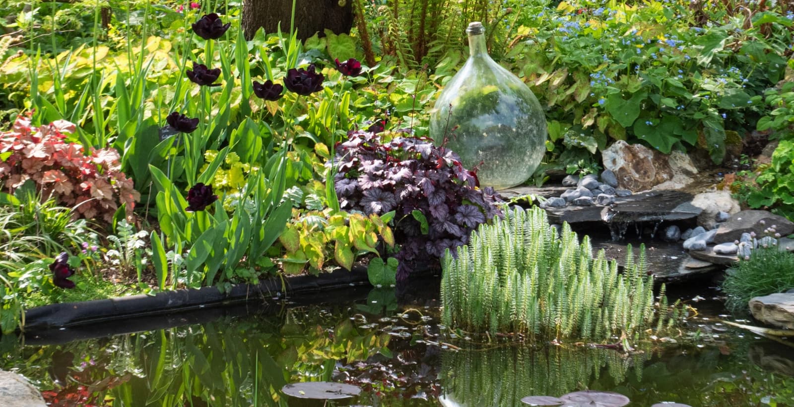 Entdecken Sie unsere Teichbewohner