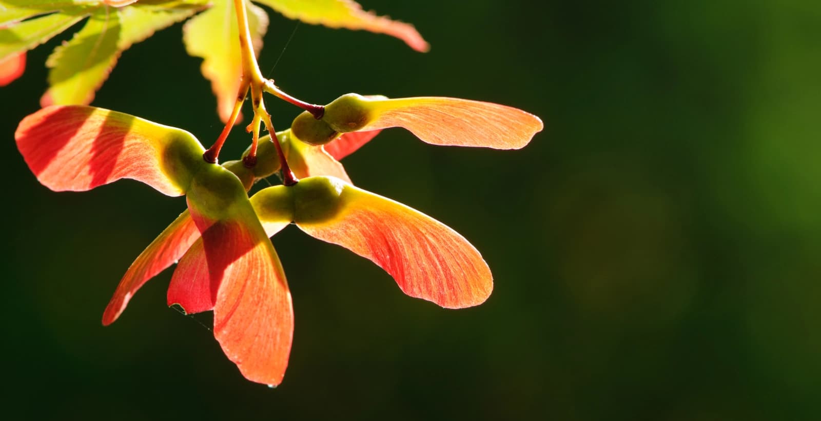 Schicke Besonderheiten des Ahorns