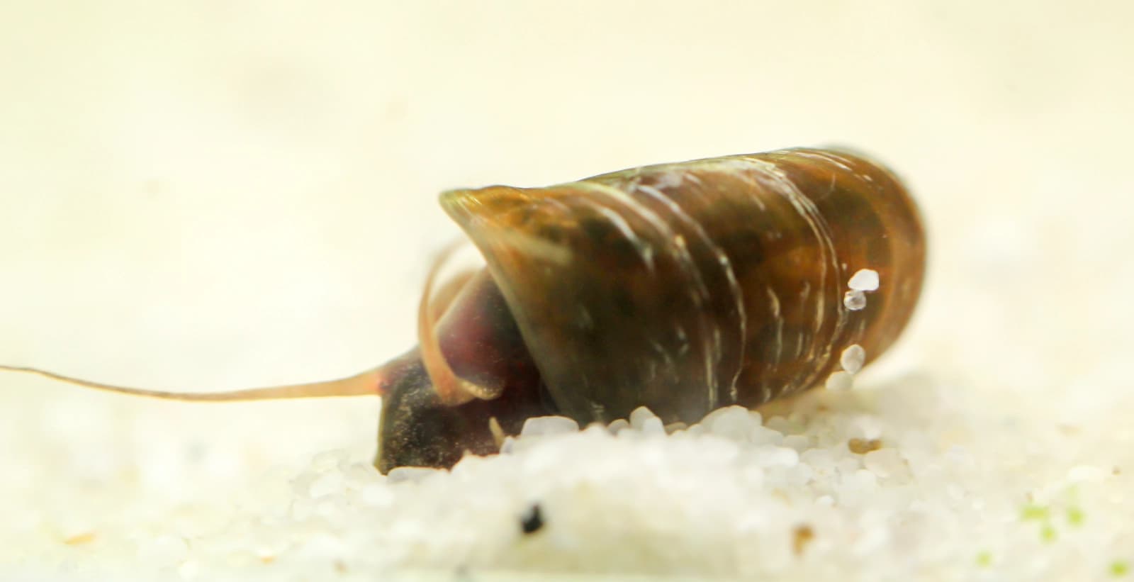 Vergesellschaftung der Posthornschnecke