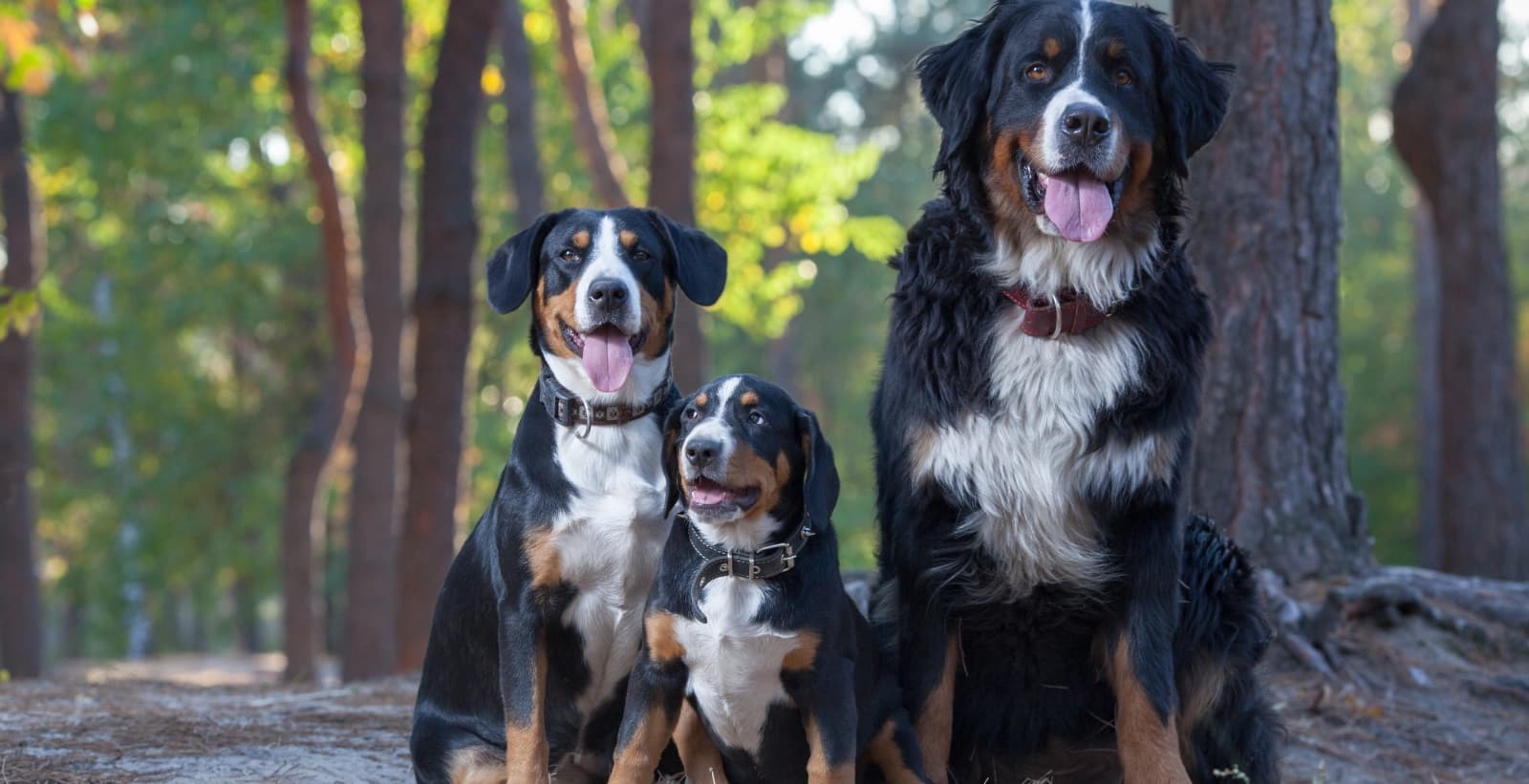 Robust und temperamentvoll