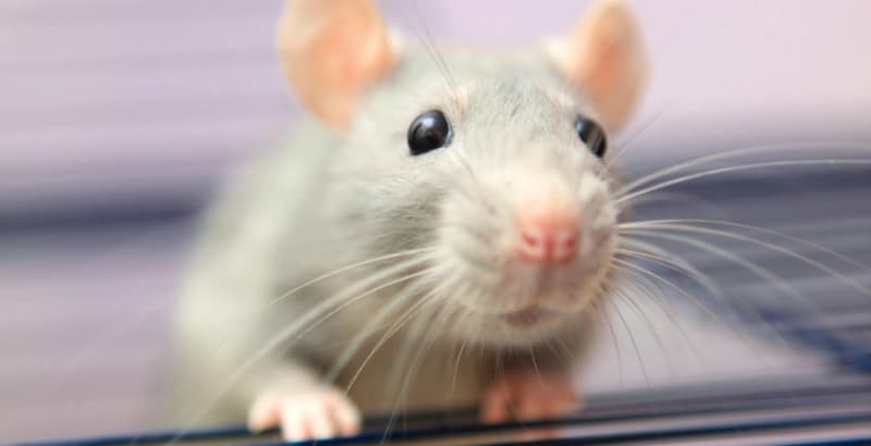 Alles was das Mäuseherz begehrt