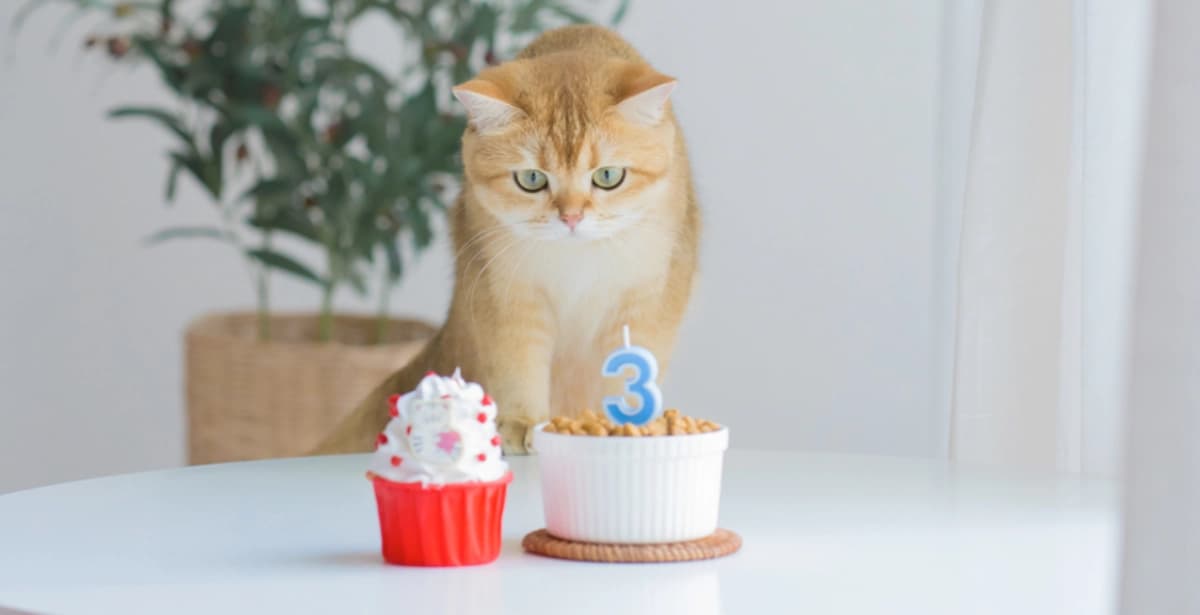 Leckere Köstlichkeiten am Jubeltag