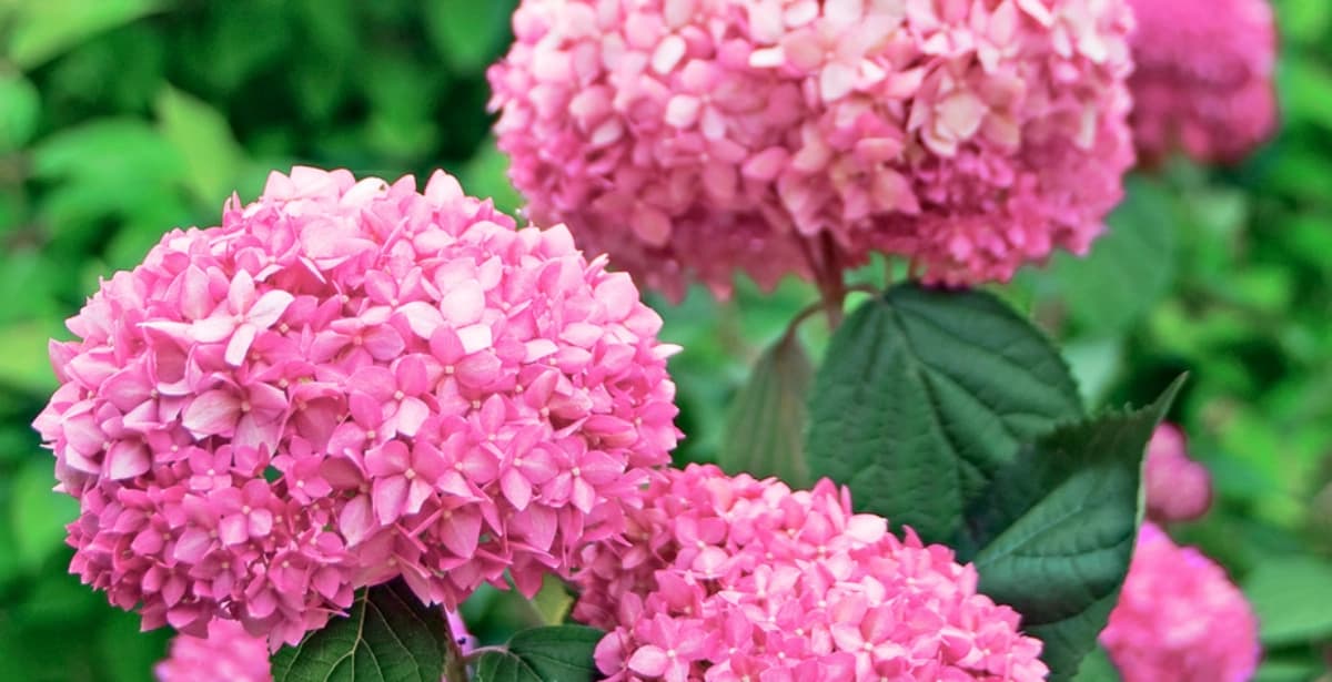 Schneeball-Hortensien