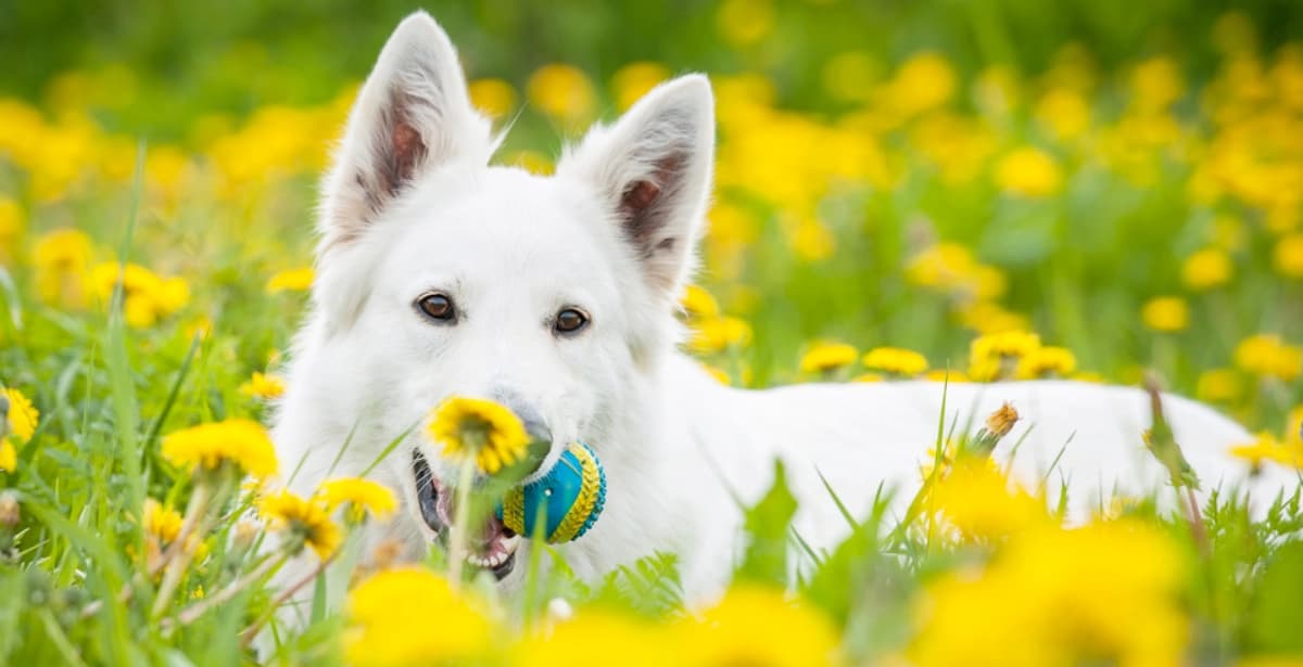 Intelligent und wachsam