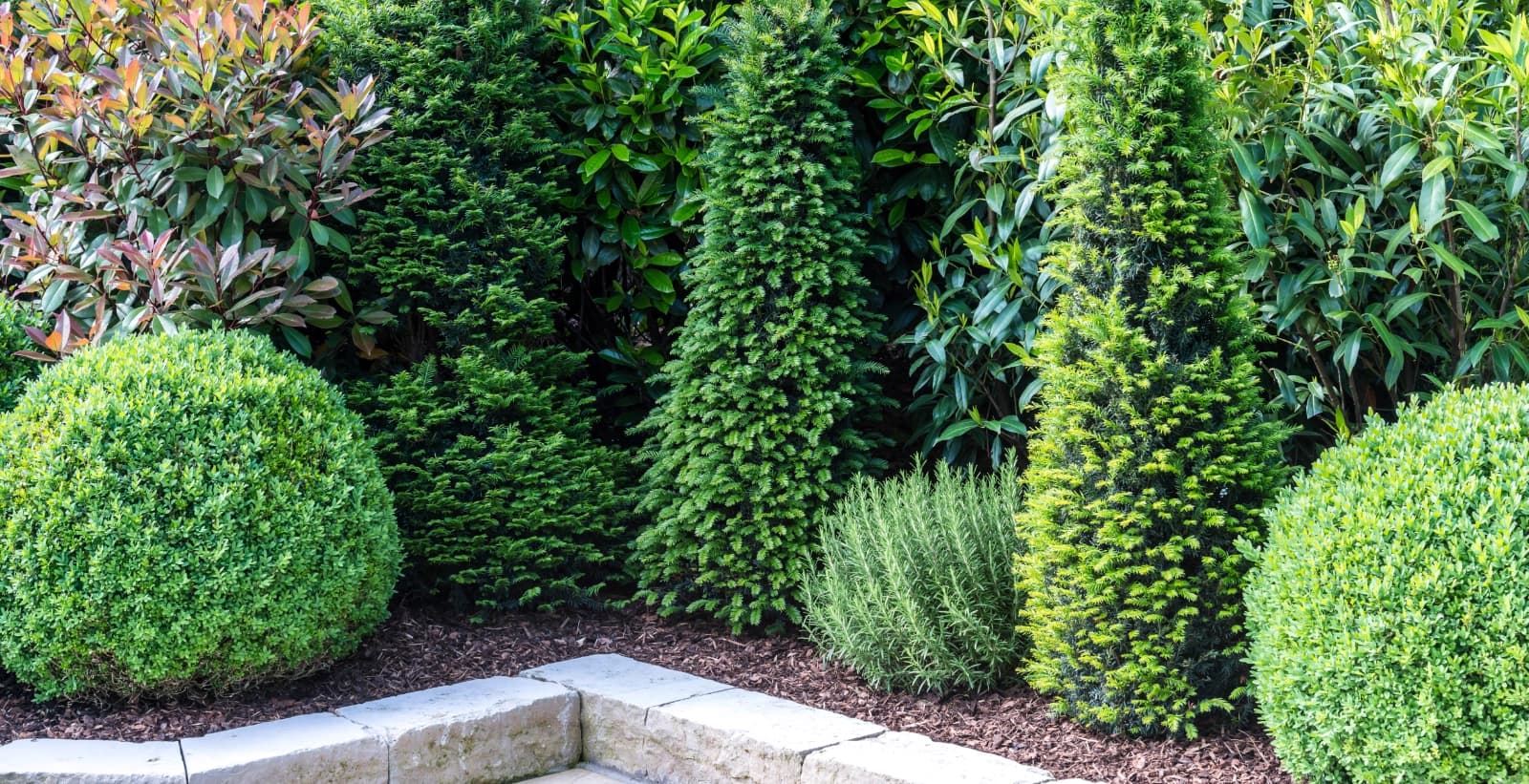 Immergrüne Hecken & Sträucher