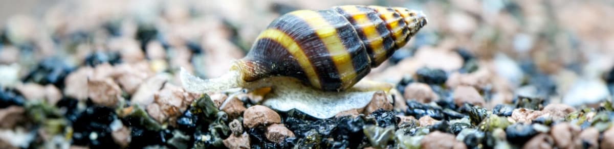 Steckbrief Raubschnecken