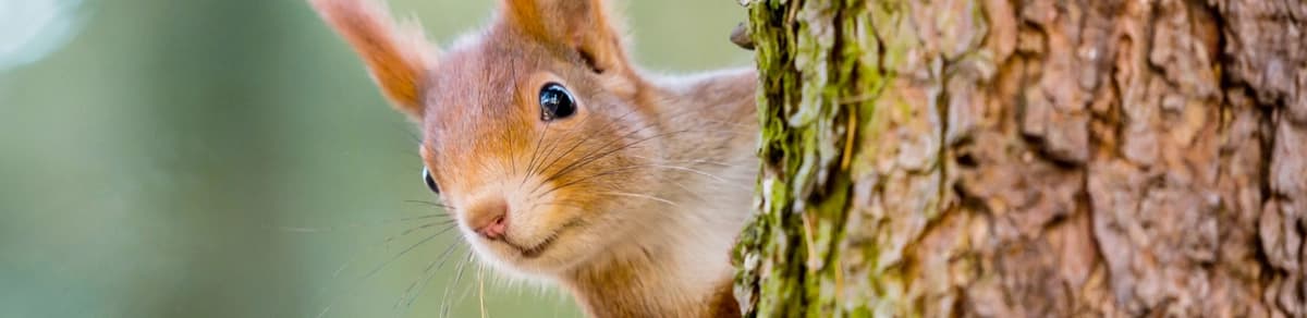 Eichhörnchen im Garten: Was sie fressen und wie Sie ihnen helfen können