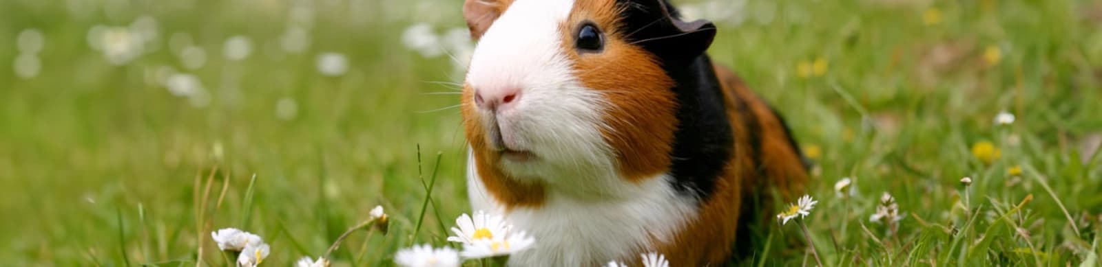 Steckbrief Meerschweinchen