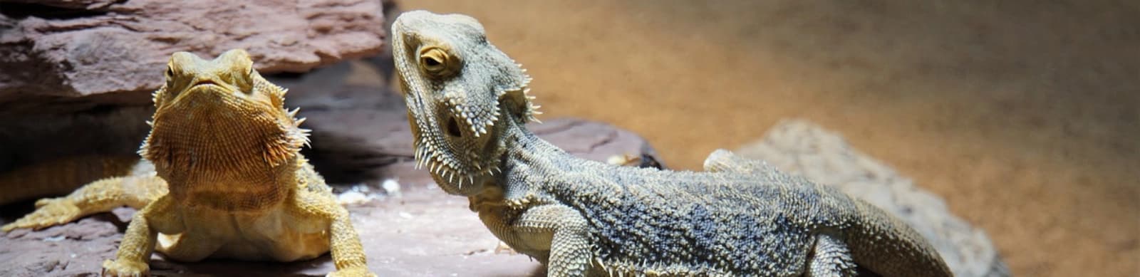 Exotische Mitbewohner: Reptilien als Haustiere