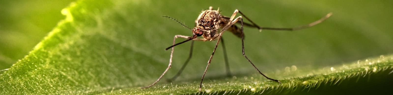 Anti-Mücken: Wie halte ich mir die Plagegeister vom Hals?