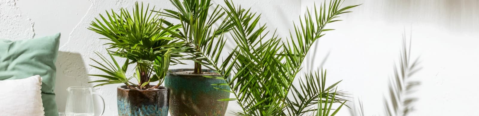 Top 10 Pflanzen für Allergiker