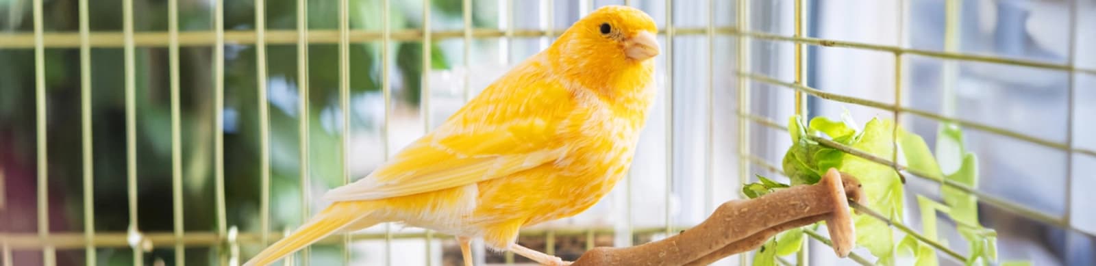Steckbrief Kanarienvögel
