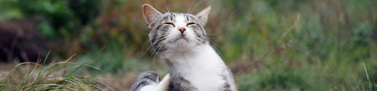 Flöhen und Zecken die Stirn bieten