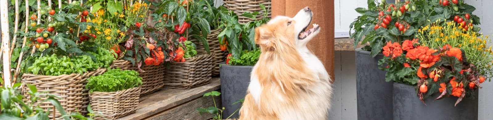 Urban Gardening – Städtisches Gärtnern