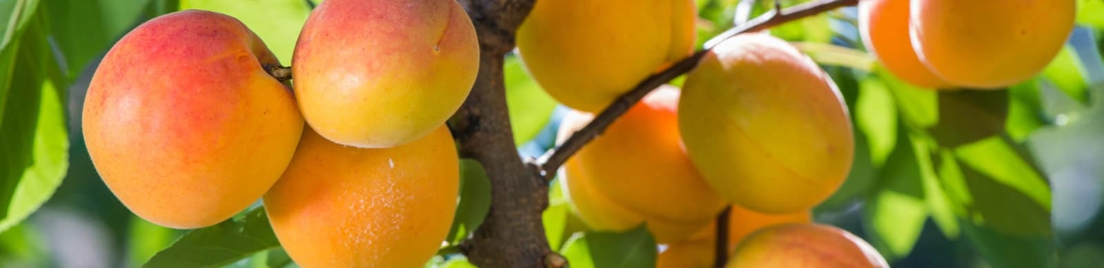 Pfirsiche, Nektarinen & Aprikosen: Standort, Pflege & Co.