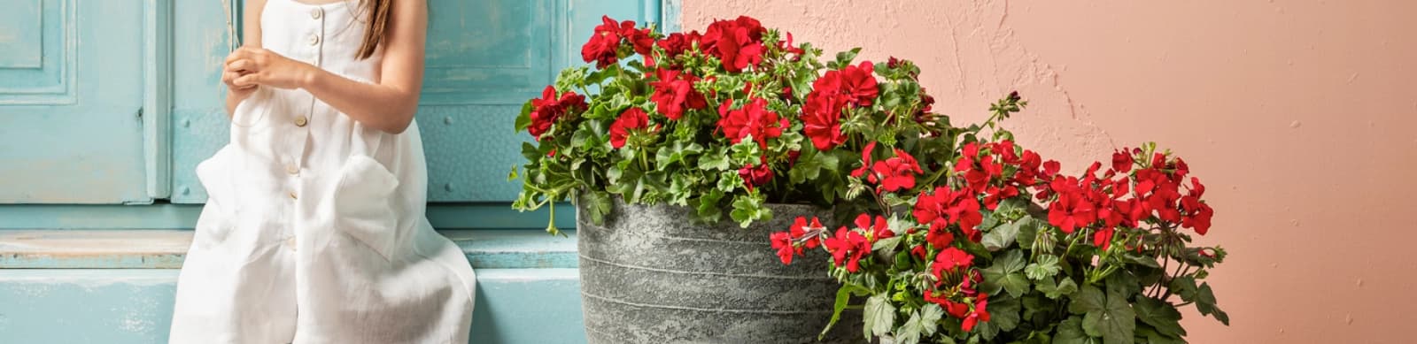 Geranien – Schönheiten für Garten & Balkon