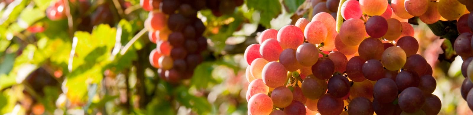 Weinreben im Garten kultivieren: Von der Pflanzung bis zur Ernte