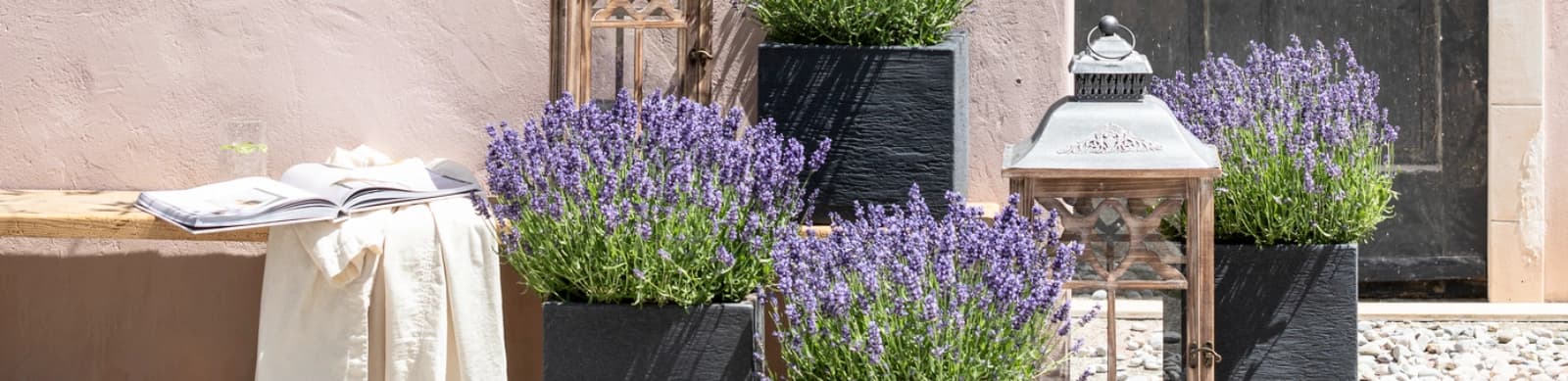 Lavendel – ein duftender Traum