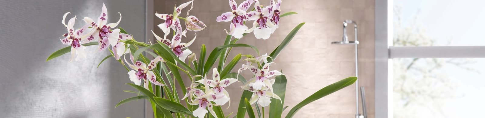 Orchideen umtopfen leicht gemacht