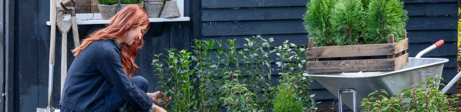 Top 5: Pflegeleichte Heckenpflanzen