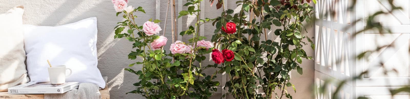 Rosen: Standort und Pflanzung