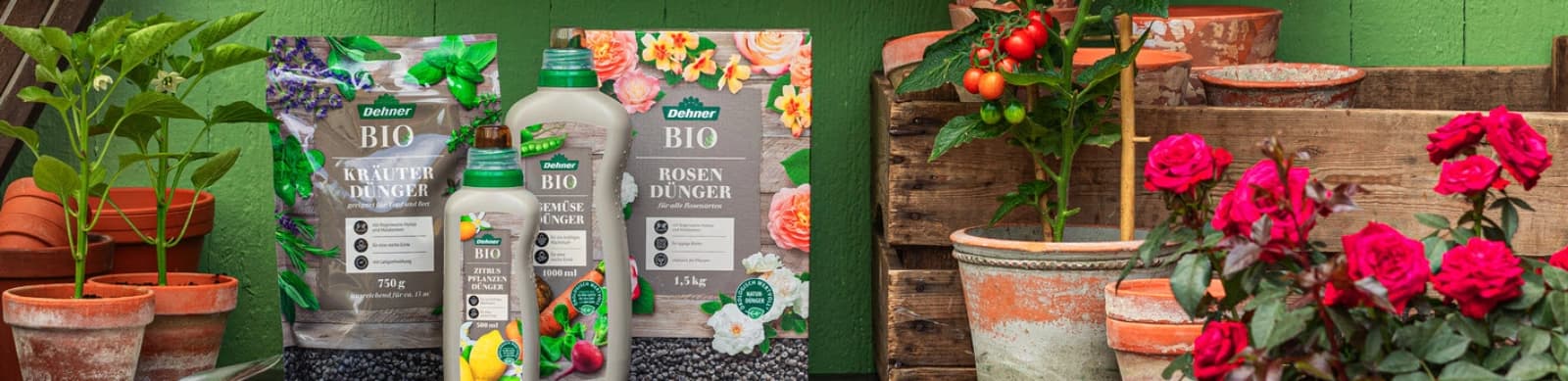 Rosen: Düngung und Pflege