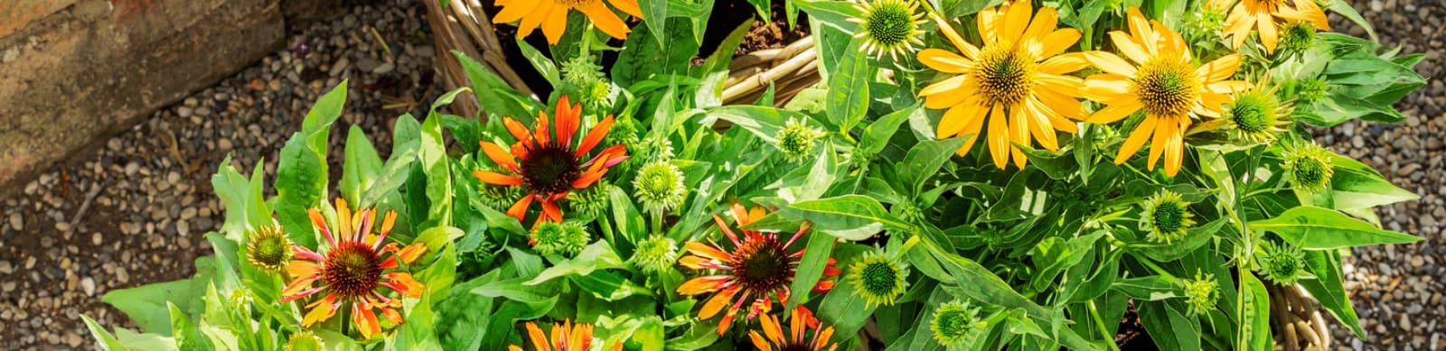 Sonnenhut: Rudbeckia und Echinacea im Duett