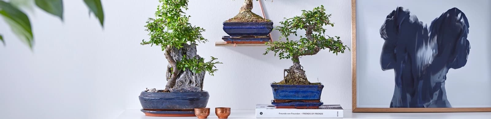 Bonsai – Arten und Pflege der Miniaturpflanzen