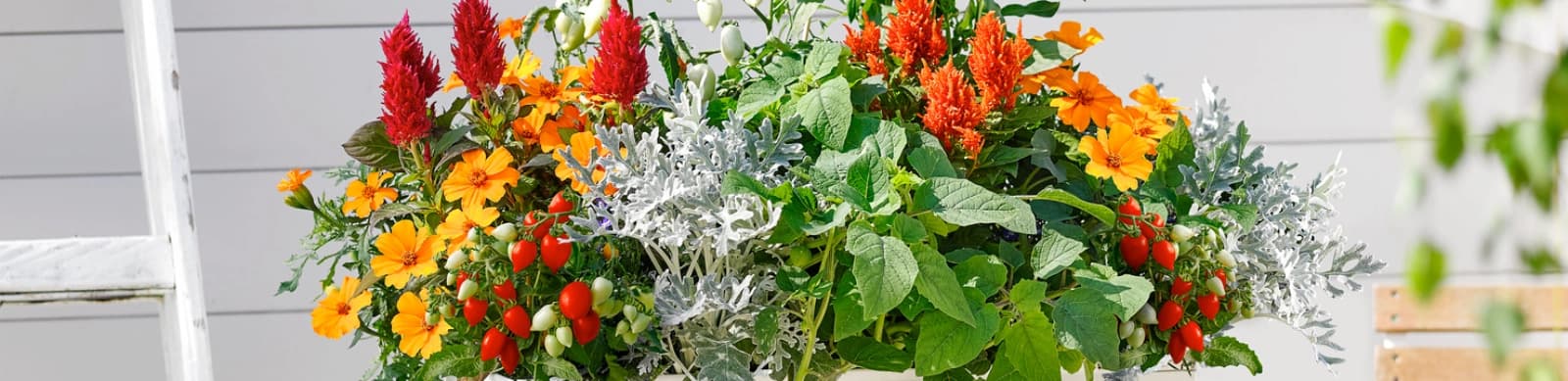 Gartenarbeiten im Juli