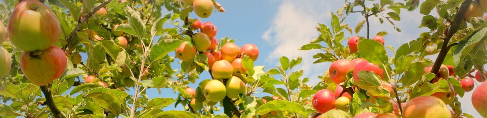 Apfelbaum-Glück: Von der Pflege & Sortenwahl bis zur Erntefreude