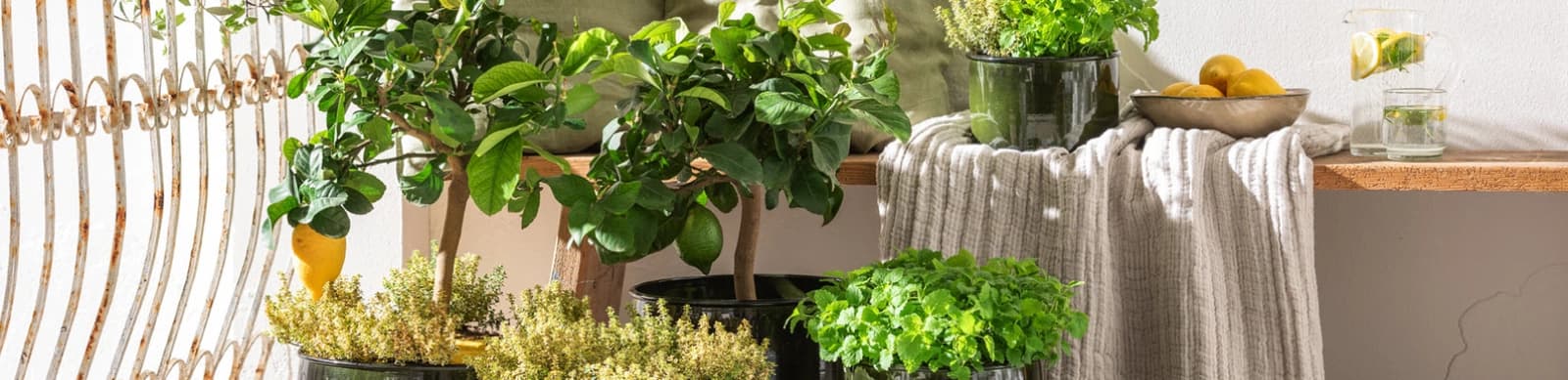 Zitronen pflegen, überwintern und genießen