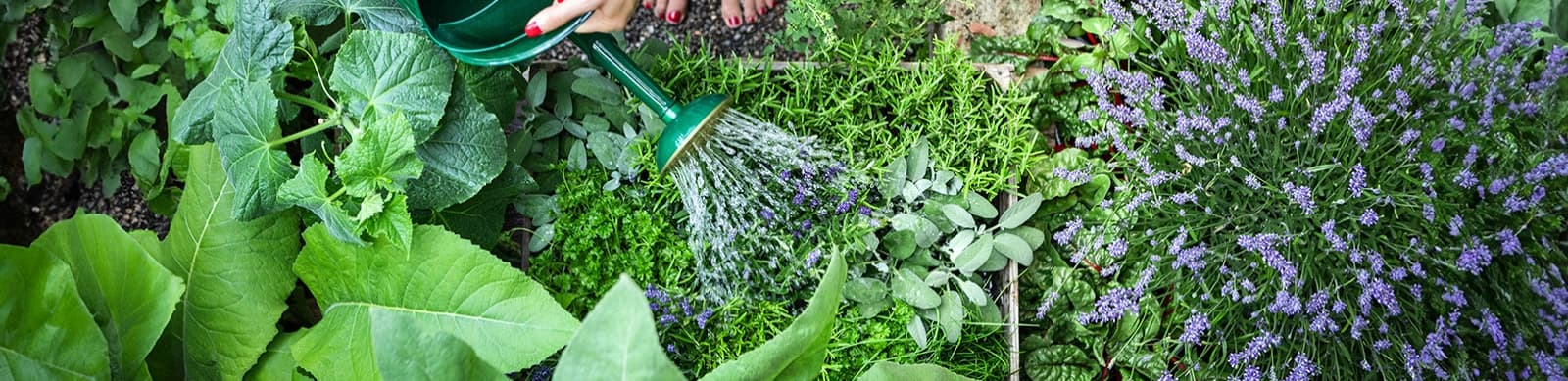 Aromatische Kräuter aus dem eigenen Garten