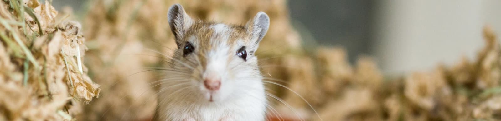 Steckbrief Wüstenrennmäuse