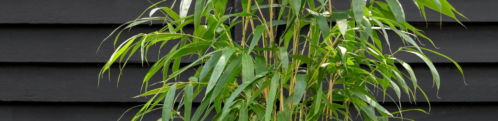 Ein Gras, das in den Himmel wächst