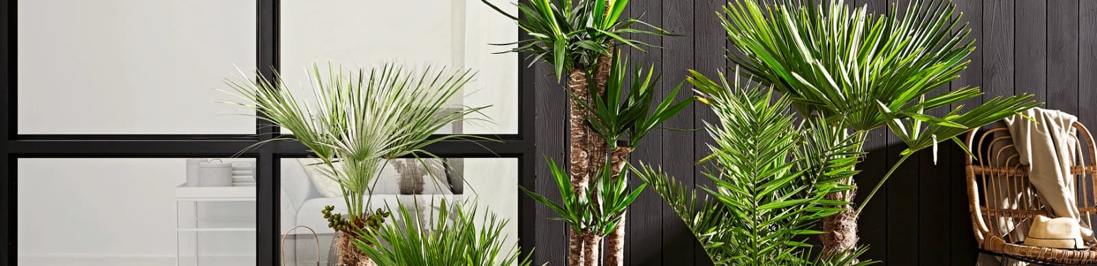 Palmen – Holen Sie sich den Sommer ins Haus