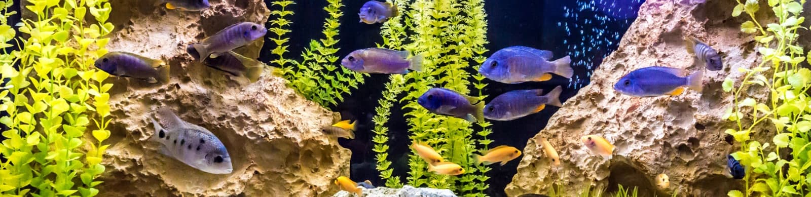 Aquaristik & Terraristik