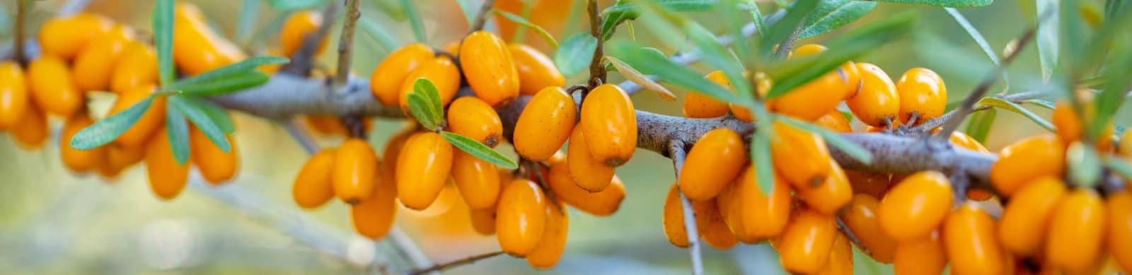 Wildobst & Wildbeeren – die Vitaminbar im Garten