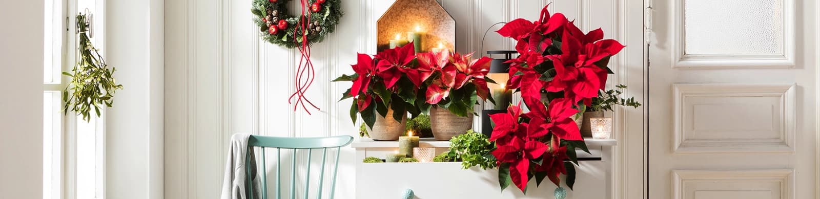 Weihnachtssterne – farbenfrohe Highlights zur Weihnachtszeit