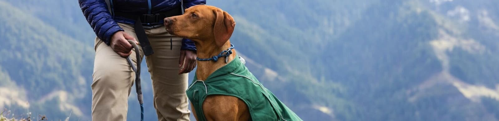 Hundebekleidung – sinnvoller Schutz und modisches Statement