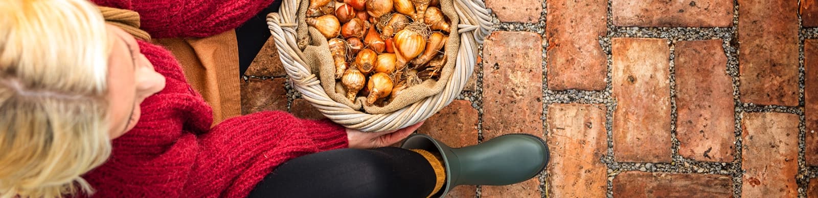 Blumenzwiebeln pflanzen – Farbe für Ihren Garten