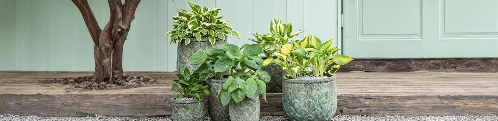 Schattengarten: Pflanzen für Halbschatten und Schatten