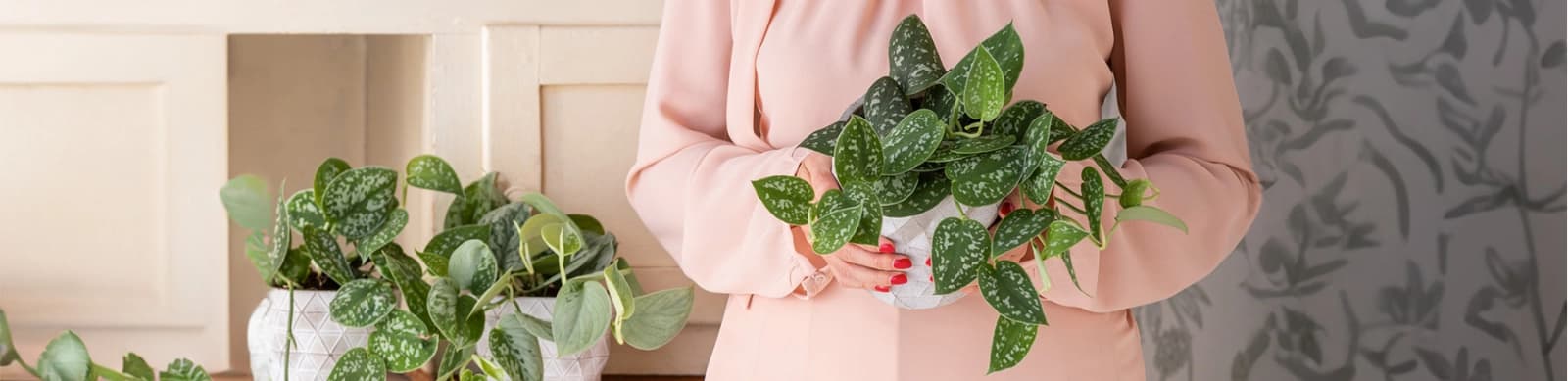 Efeutute – die pure Eleganz!