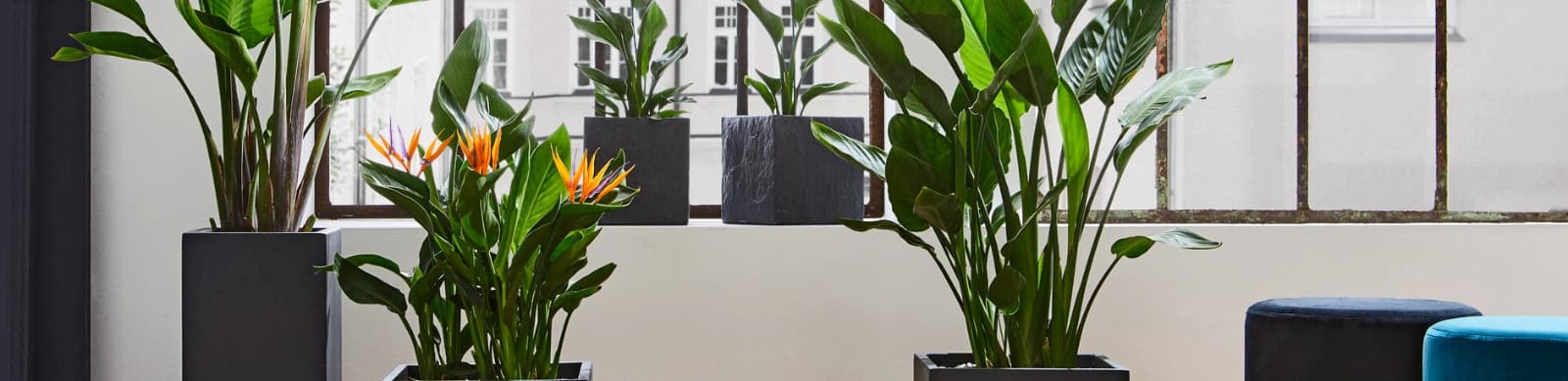 Strelitzien – Schönheiten aus dem Paradies