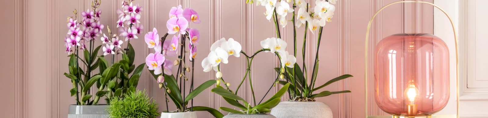 Die Orchidee – Königin der Zimmerpflanzen